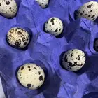 بيض سمان تكساس العملاق