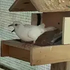ياكريم( تم البيع)