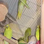 طيور بادجي للبدل بفرخ كروان او فرخ روز