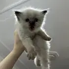 قطط شيرازي