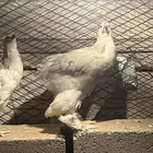 براهما