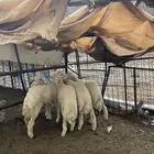 للبيع طليان حريه جبره