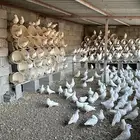 حمام فرنسي سوبر جامبو منتج ( تم البيع )