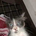 بس الي يبيه يجي ياخذه