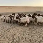جذعات أنعيم فاخره اللبييع