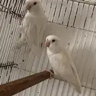 جوز روز البينو صافي