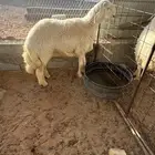 رخل وطلي صنف