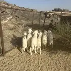 8من البهم للبيع