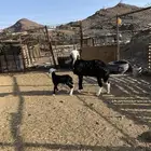 رباع تحتها طلي