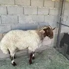 خروف نعيمي صنف شرط النسف والقريع