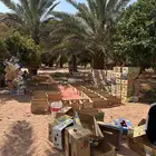 متوفر جدادين نخل و طلعين تمر برني و غيره