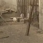 قط مفقود حي الخزامى