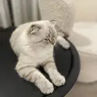 قط سكوتش للتزاوج