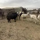 غنم للبيع