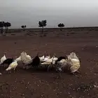 دجاج رومي