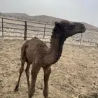 حوار