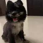 كلب جرو بوميرينيان