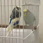 زوج بادجي صحتهم ممتازه السعر100