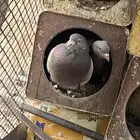 حمام فرنسي سلفر سوبر جانبو منتج كله