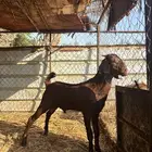 تيس مشروع فخل ادبس