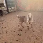 عمز تحتها عناق نافر