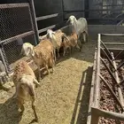 رخال سواكن ومشاريع فحول