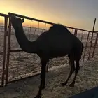 مفروده مغلقه