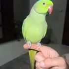 درة اليف ومتكلم