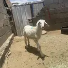 خروف