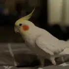 للبيع كروان لاتينو هدد ومتكلم