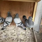 طبات حمام زاجل سباق
