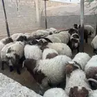 هرفي نعيم للبيع