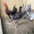 دجاج