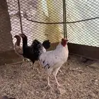دجاج باكستاني