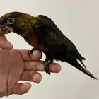 طائر الداسكى لوري