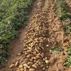 بذور بطاطس حايل