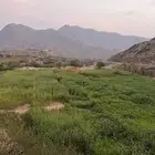 قصب للبيع