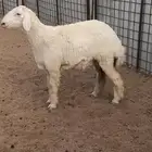 رخل حريه صنف(تم البيع)