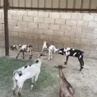 بعهم تربيه مراح واحد العدد (5) صحه سليمه