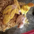 فروخ روز لاتينو ريد فيس عيون حمراء