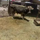 ثور سويسري للبيع عمره سنه وعليها