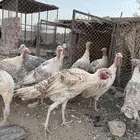 دجاج رومي