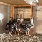 للبيع صوص دجاج انجليزي سوساكس