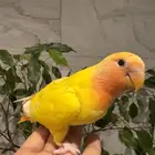 فرخ روز لاتينو. رد اوبلاين اليف نهاية غر تم البيع