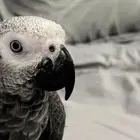 كاسكو اليف جدا تم البيع