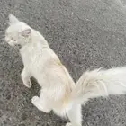 قطه ضايعه