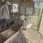 دجاج للبيع العدد 8 و 2 ديك