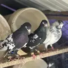 ازواج حمام باكستاني