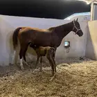 فرس شيخه شعبي معها مهر