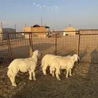 خروفين ورخل طيبات ونظاف